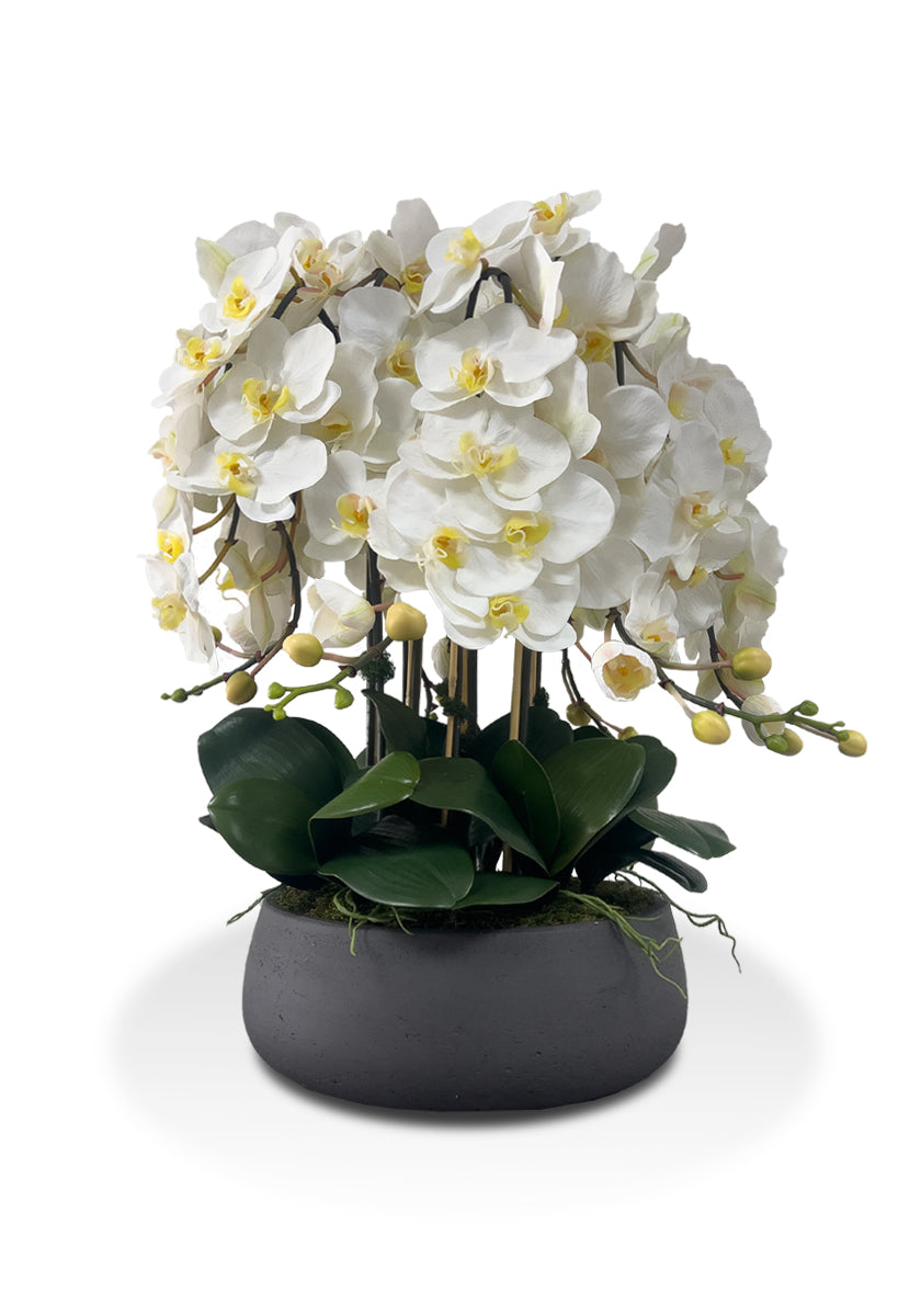 White Orchids