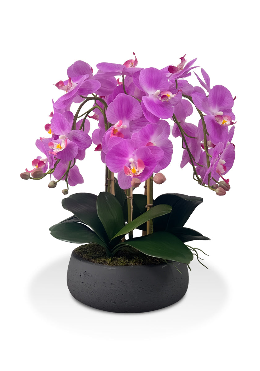 Pink Orchids