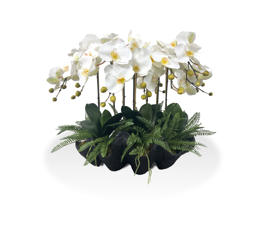 Black Vase White Orchids