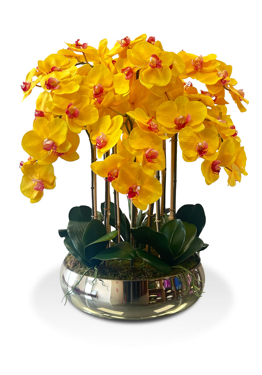 Sunlit Serenity Orchid Arrangement 🌼