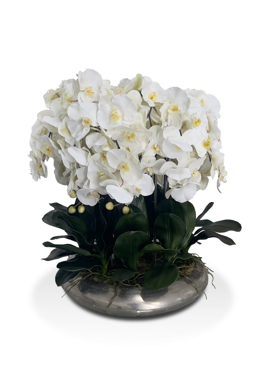 White Orchid Arrangement